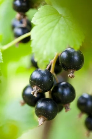Blackcurrant berries.