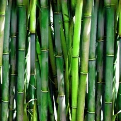 Bamboo Cocktail.jpg