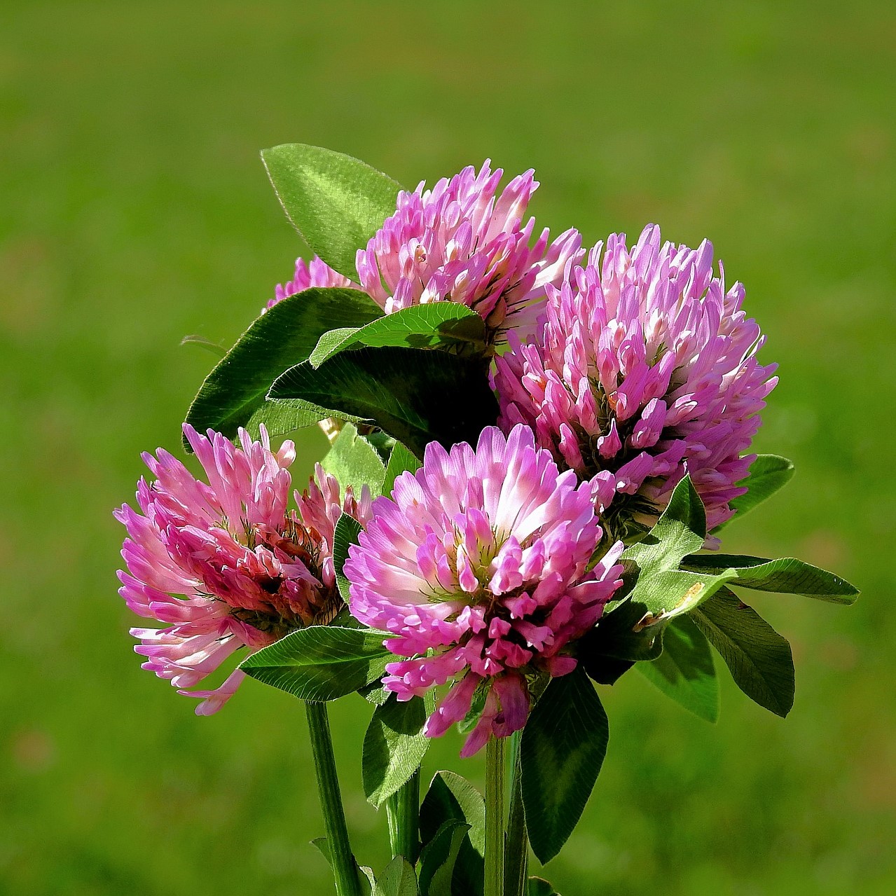 Red Clover