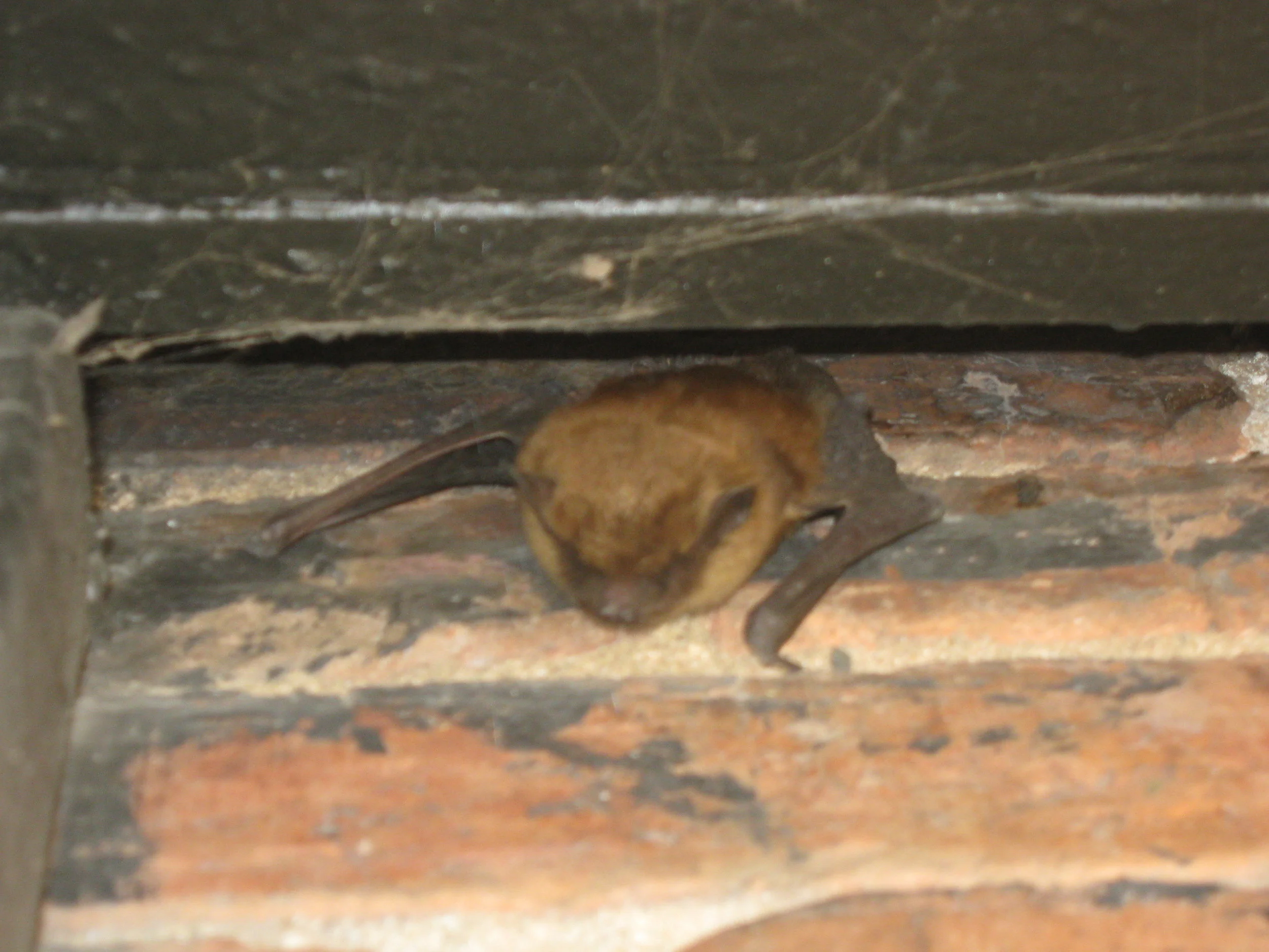 Bats can fit by 3/8"x 1" wide gaps.