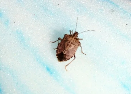 After the bugs have been successfully controlled we apply repellant material.