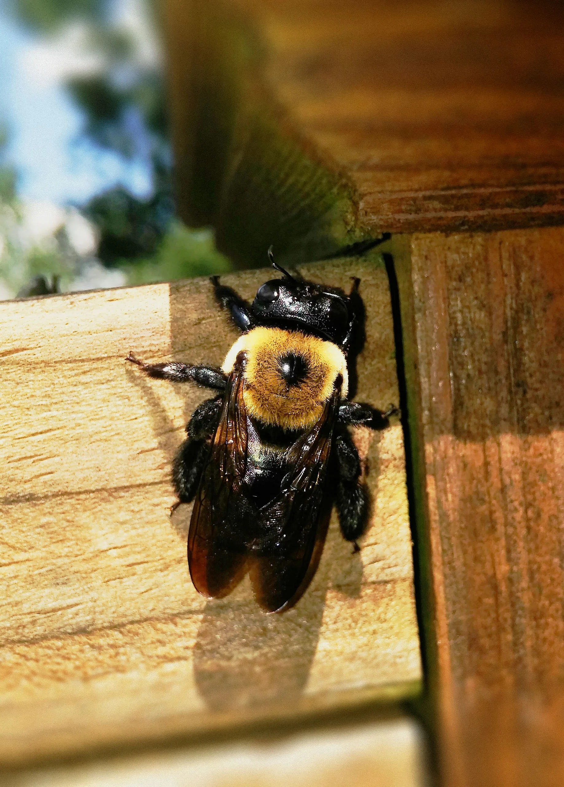 After the carpenter bees have been successfully controlled we can seal their old holes.