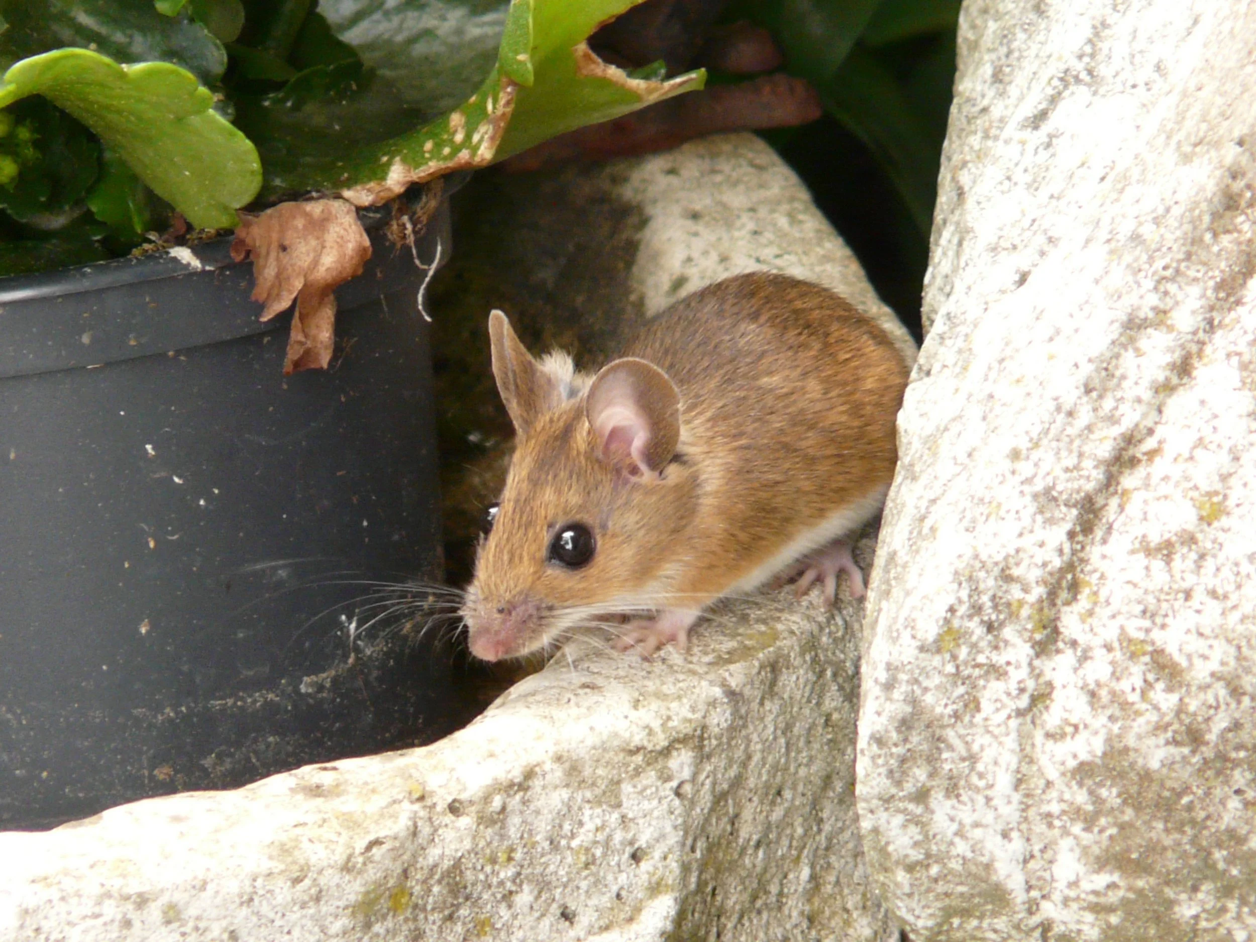 I am hearing scratching and chewing in my ceiling, walls, and even baseboards. I also hear it on and off both day and night. - Mice