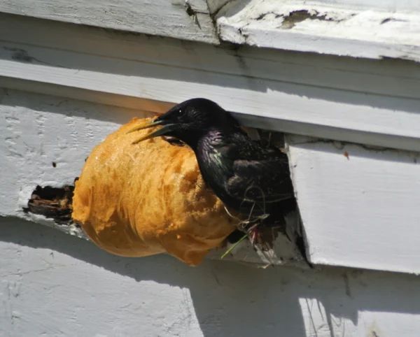 starling.jpg