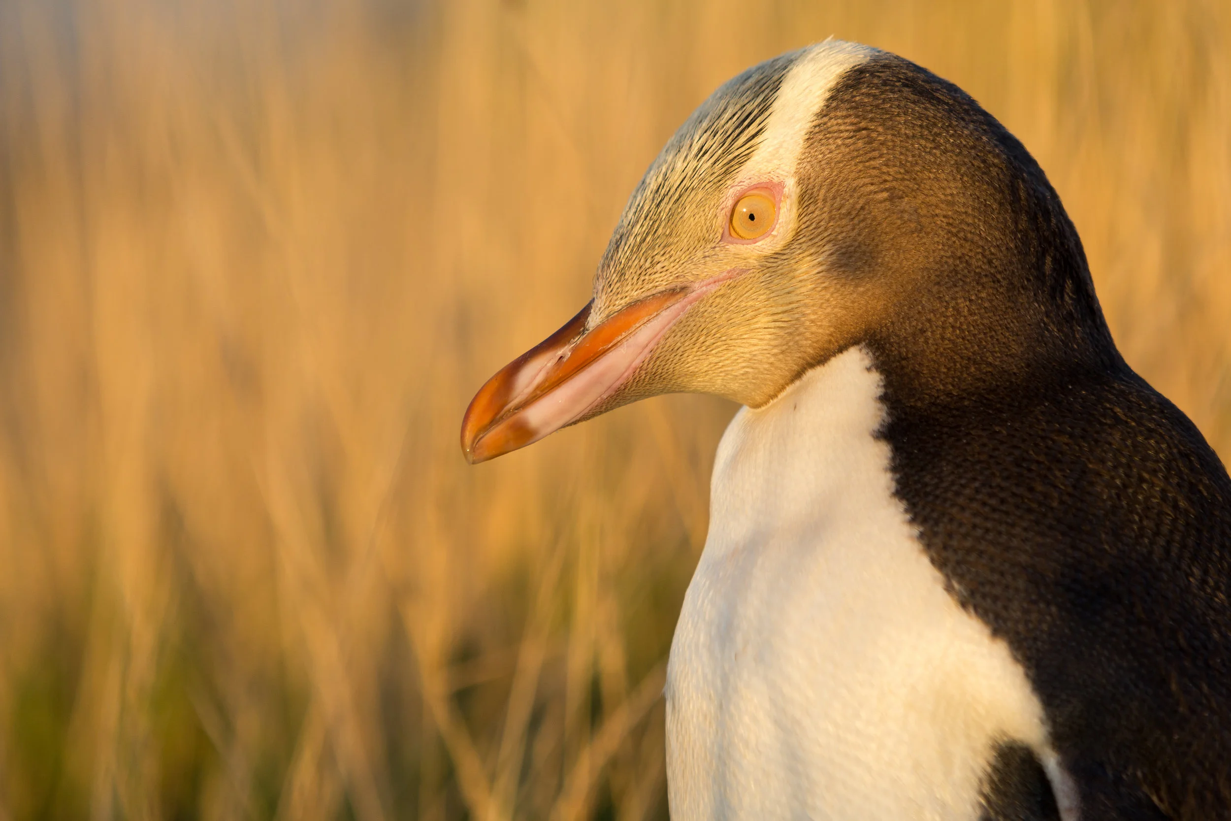 #Endangered #YellowEyedPenguin #NewZealand © 2017 Kate Strait All Rights Reserved.