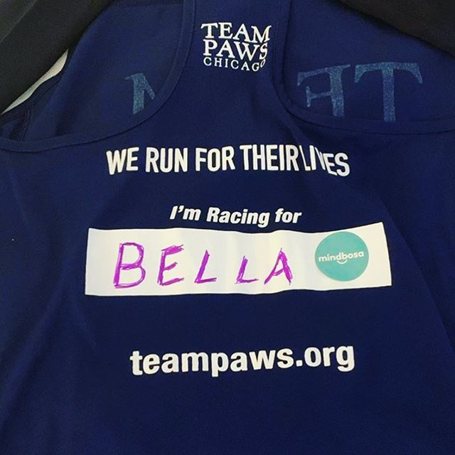 On Sunday, Bella 🐾 ran the streets of Chicago on the back of @catrunsnyc_2018&rsquo;s @teampawschicago jersey as a tribute to her passing. 
Bella, the inspiration behind @Mindbosa will forever be in our hearts and our mission to accomplish goals. ❤️