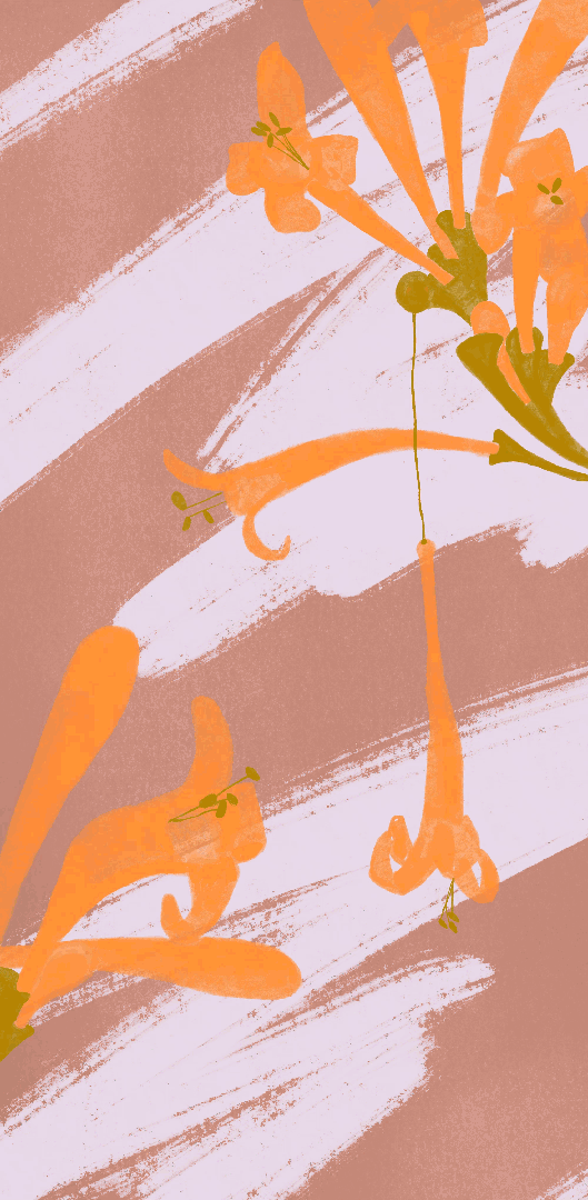 Leopard_Moth.gif