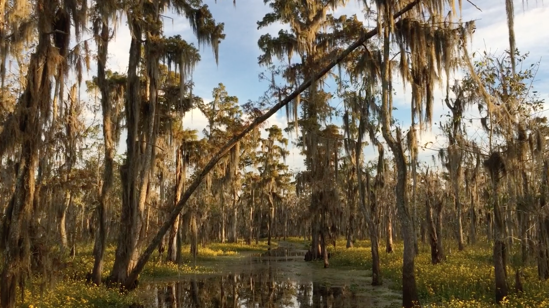 Shell Bank Bayou.png