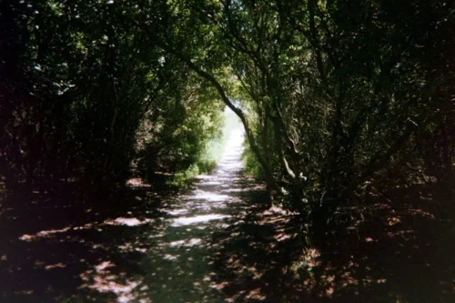 savannah, ga | travel guide