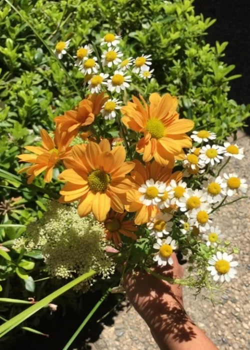 petites lettres: summer edition