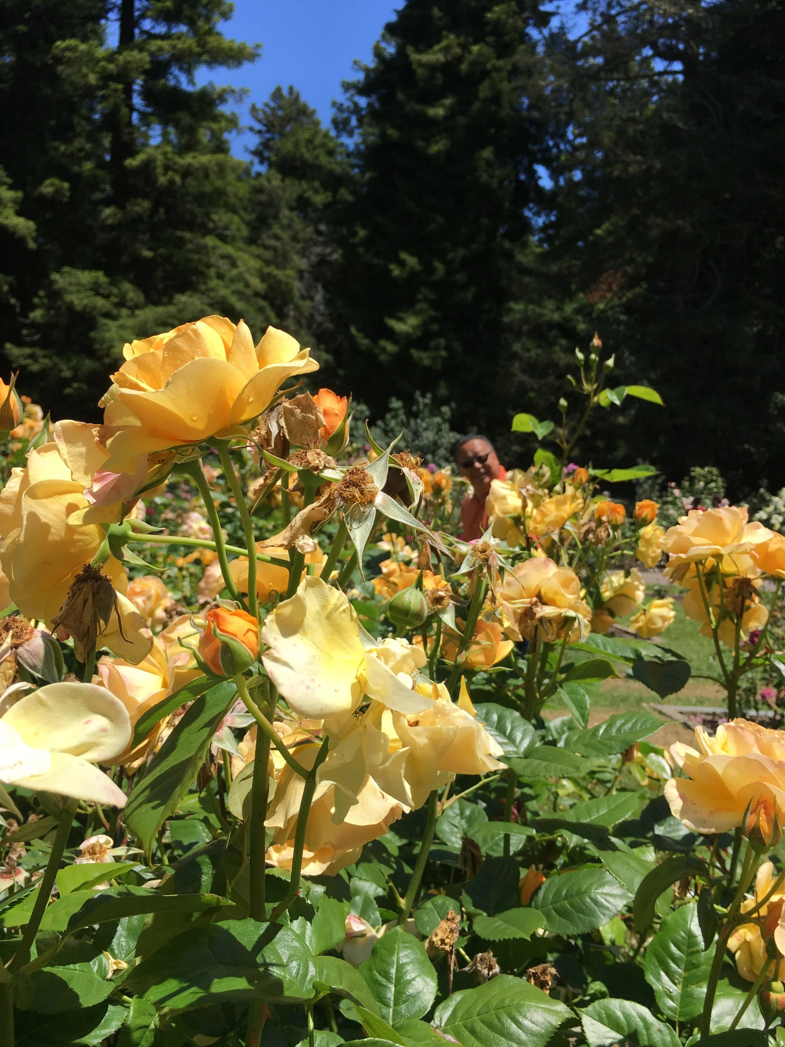 california | home sweet home