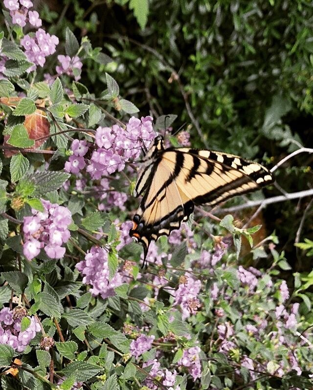 If you could see what I see, you'd be blinded by the colours 🌿
Yellow, red and orange and green, and at least a million others 🌈 
So tie up the bow, take off your coat and take a look around 🦋