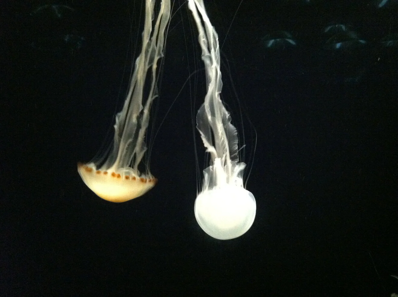 monterey bay, ca | homebound