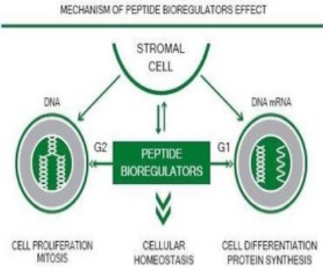 Peptides.jpg