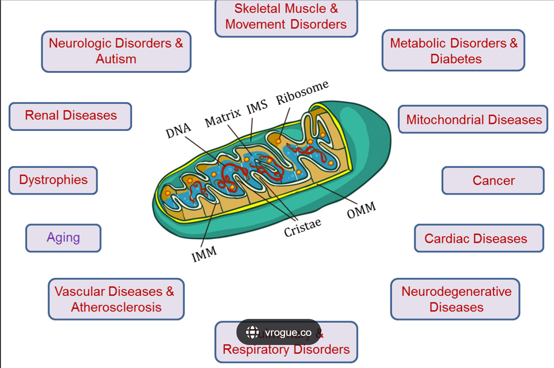 mitochondria.PNG