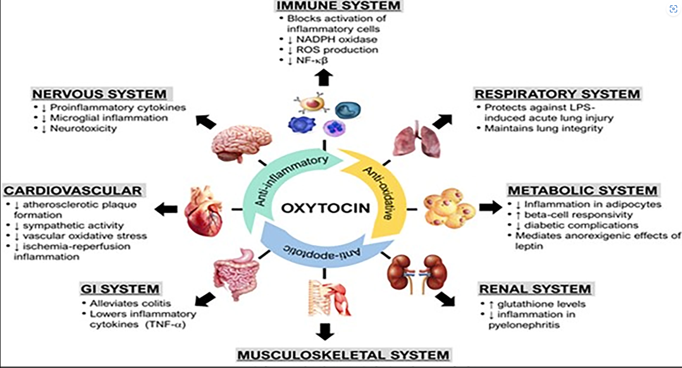 OXT FACTOR OXYTOCIN IMAGE.PNG