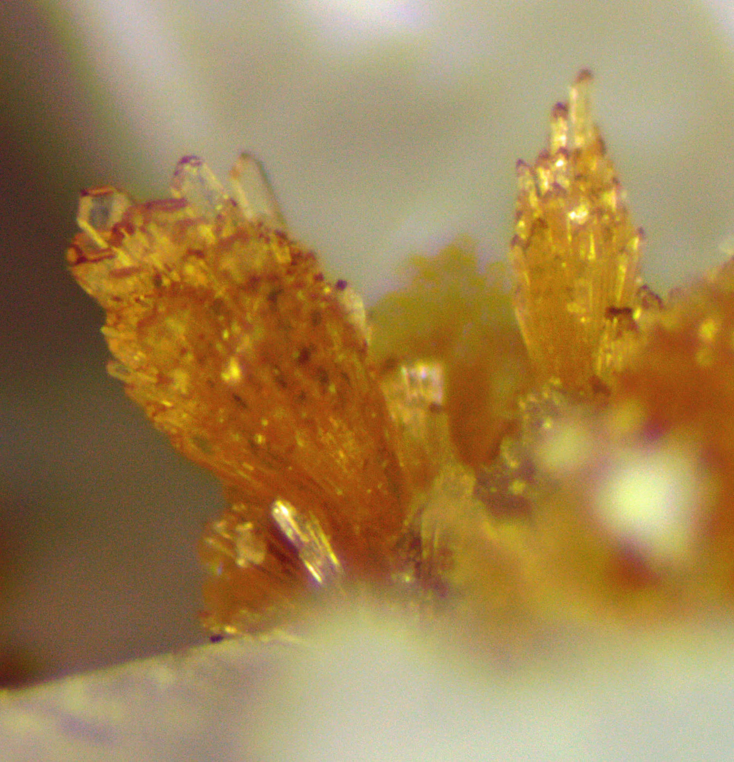 Eosphorite