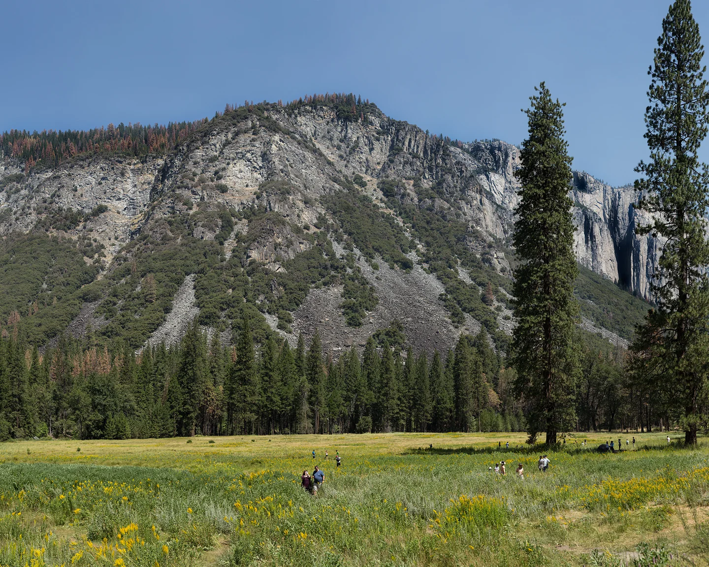 Yosemite Field, 2016
