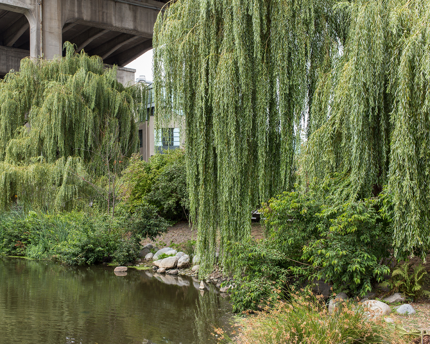  Weeping Willows, 2015          