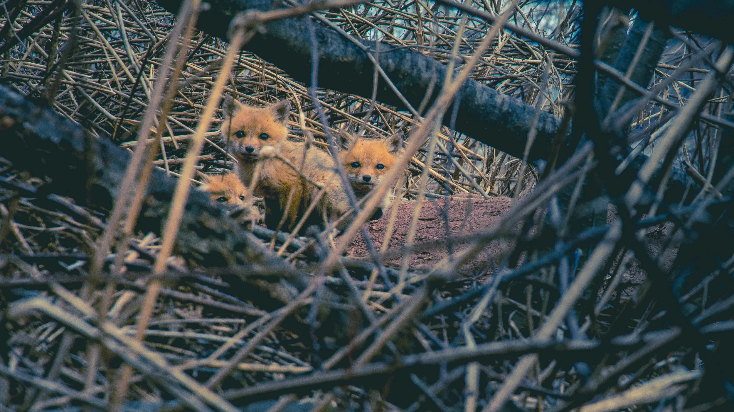 The Fox Pups