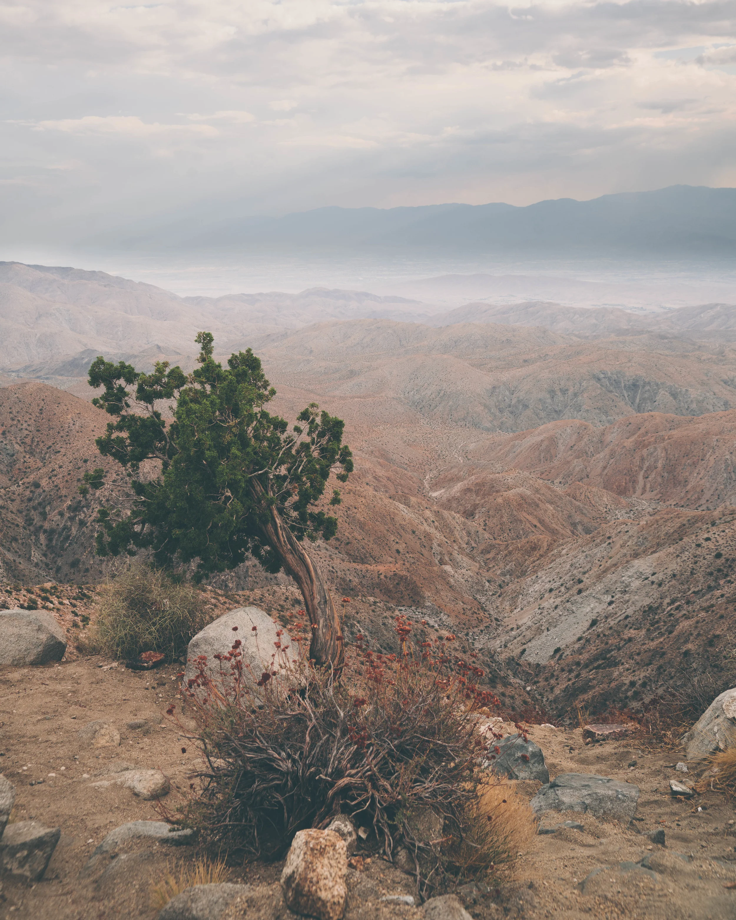 Joshua Tree