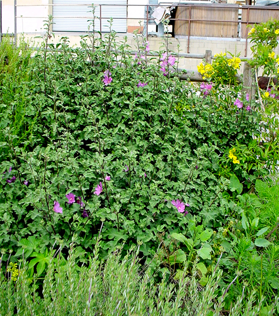 California Buckwheat (Eriogonum fasciculatum) in front of Tree Mallow (Lavatera thuringiaca)