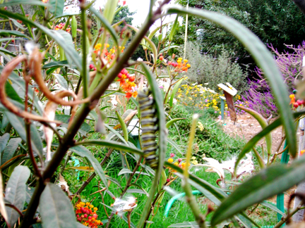 One of many helpful websites: http://plant-species.suite101.com/article.cfm/common_milkweed_asclepias_syriaca