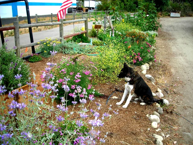 Duchess guarding the B3 Garden against 3 year old girls on tricycles on the bike trail.