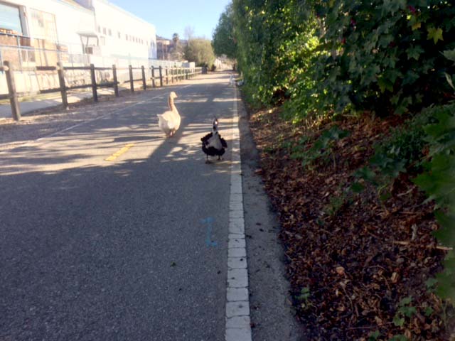 bike trail rvi trail garden buffy and lucky.jpg