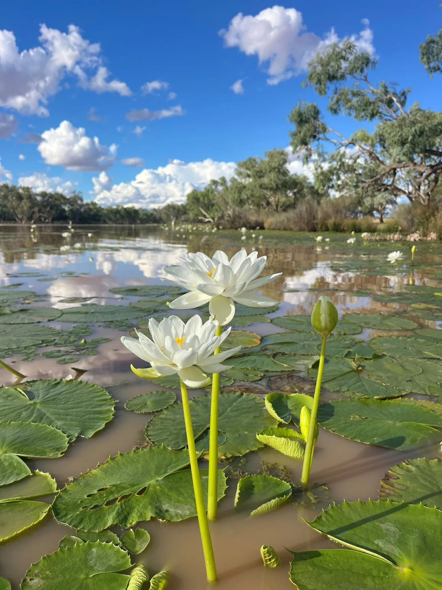 Water+lillies+the+lake.webp