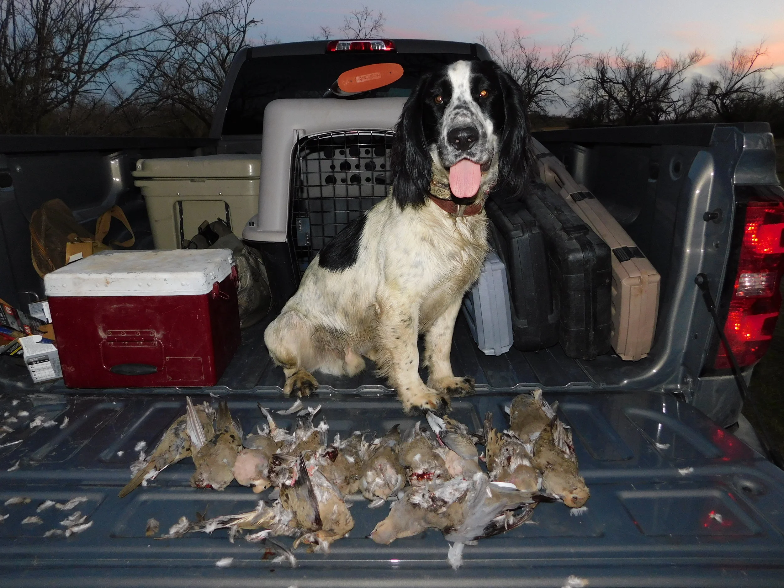Don'T Miss Out! Your Texas Dove Hunting Checklist - gczwafk