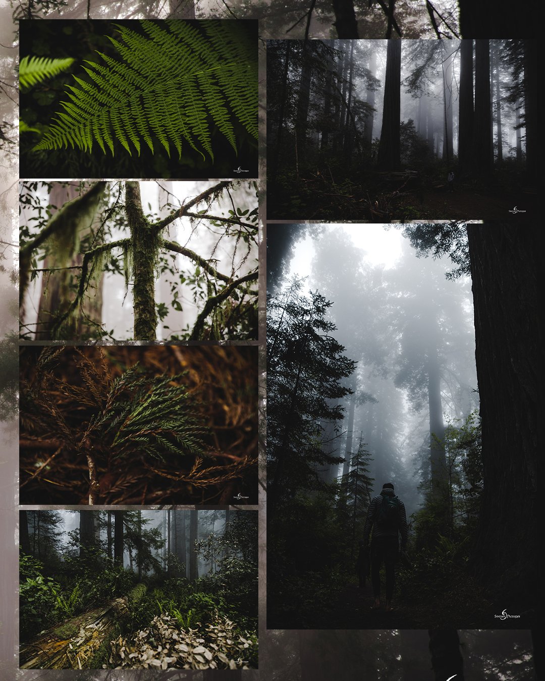 redwoods_03.jpg