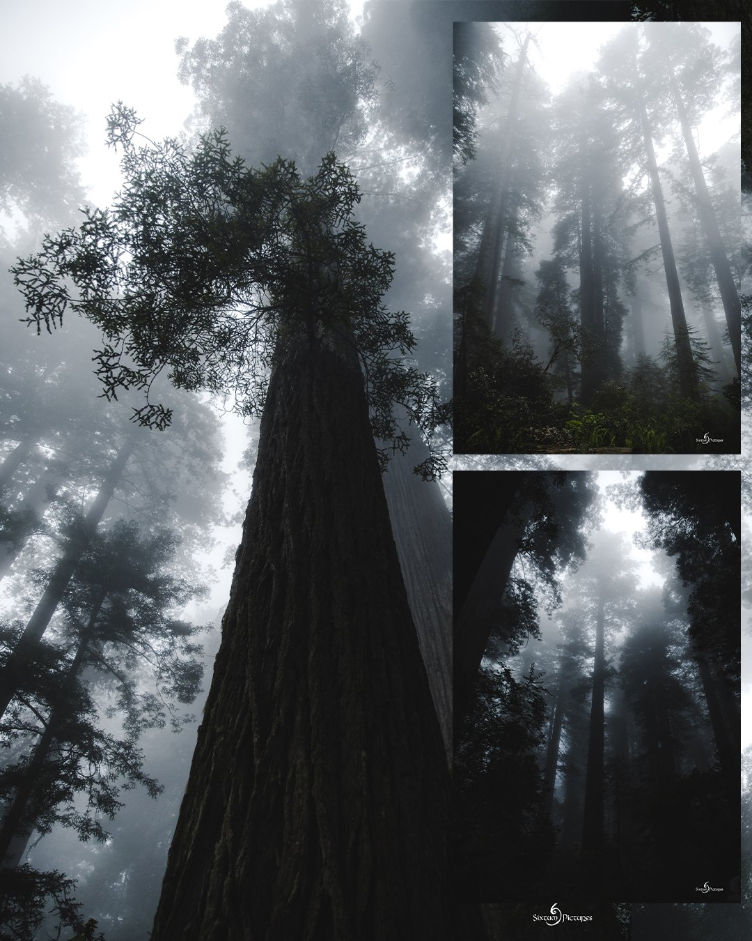 redwoods_04.jpg