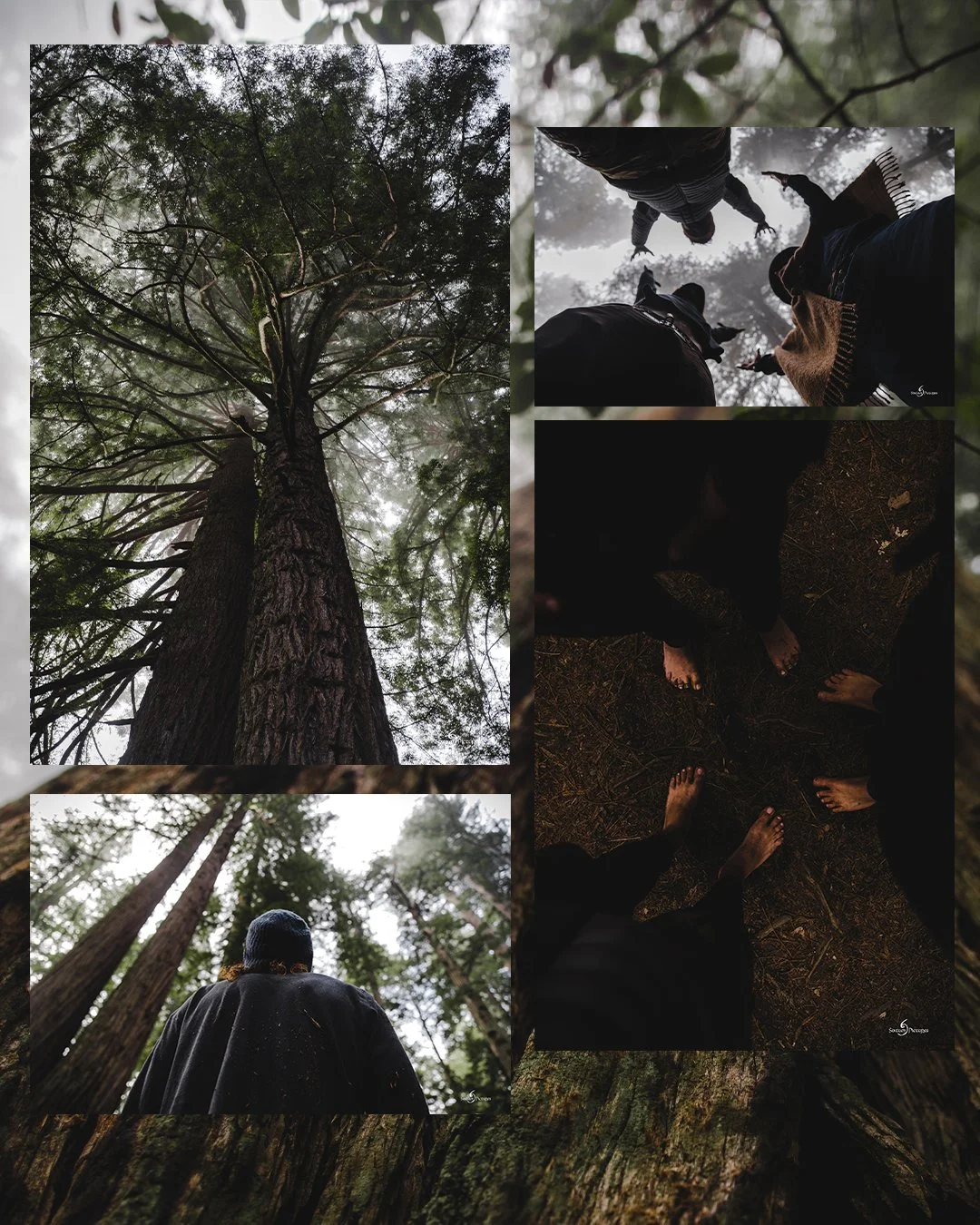 redwoods_08.jpg