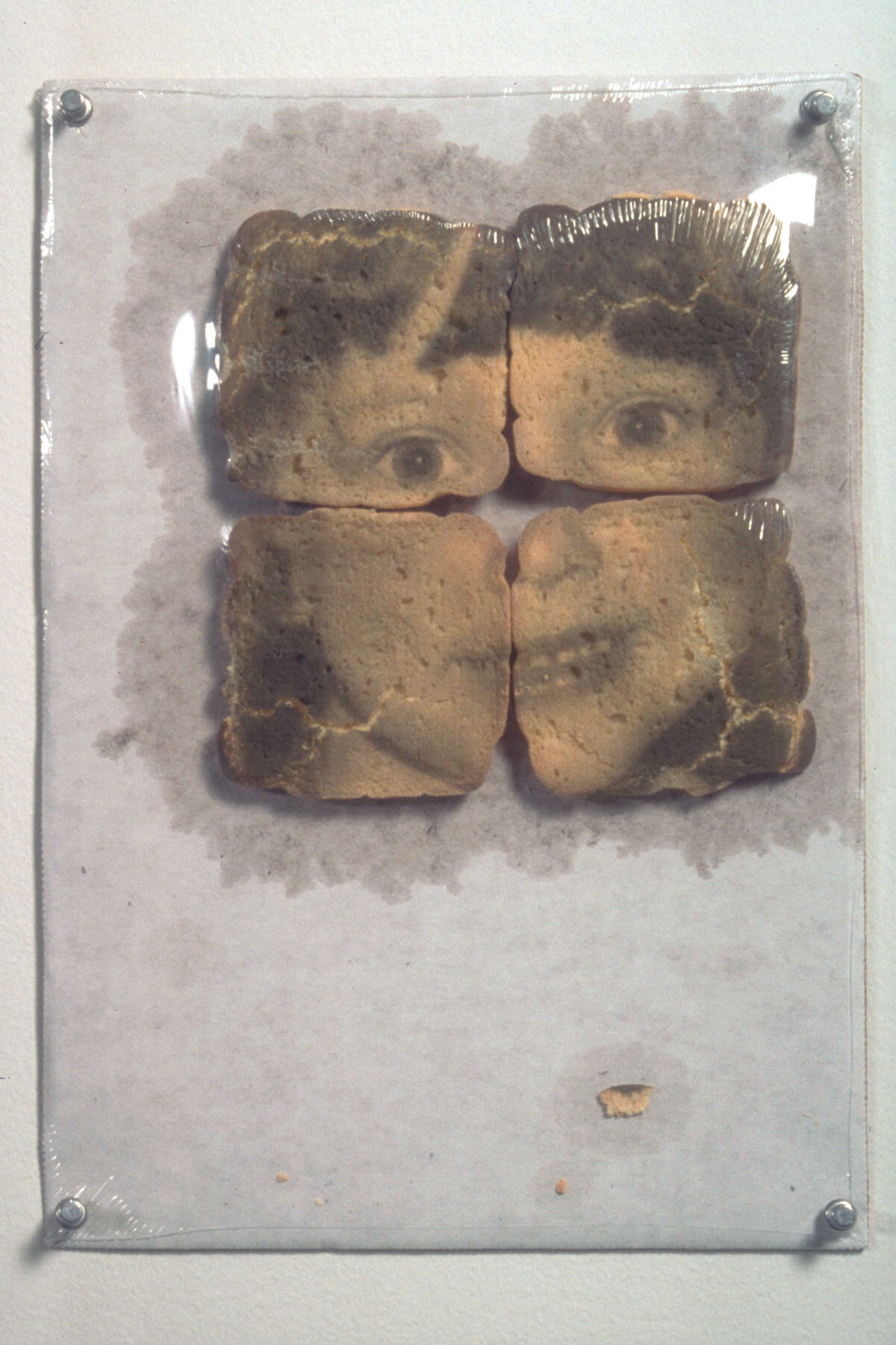   Untitled (cookie portrait) , 1997, black food coloring on cookies, shrink wrap, cardboard, push pins, 15 x 11 inches 