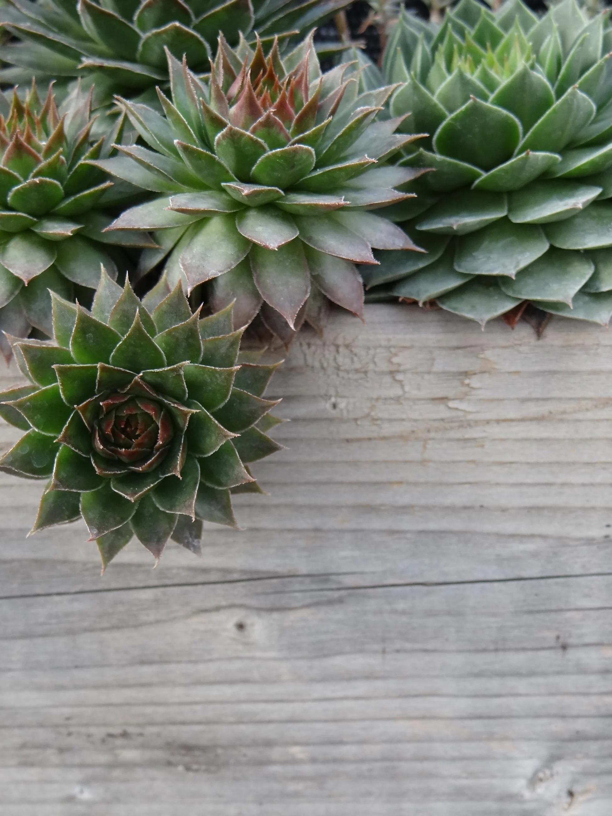 succulents.jpg