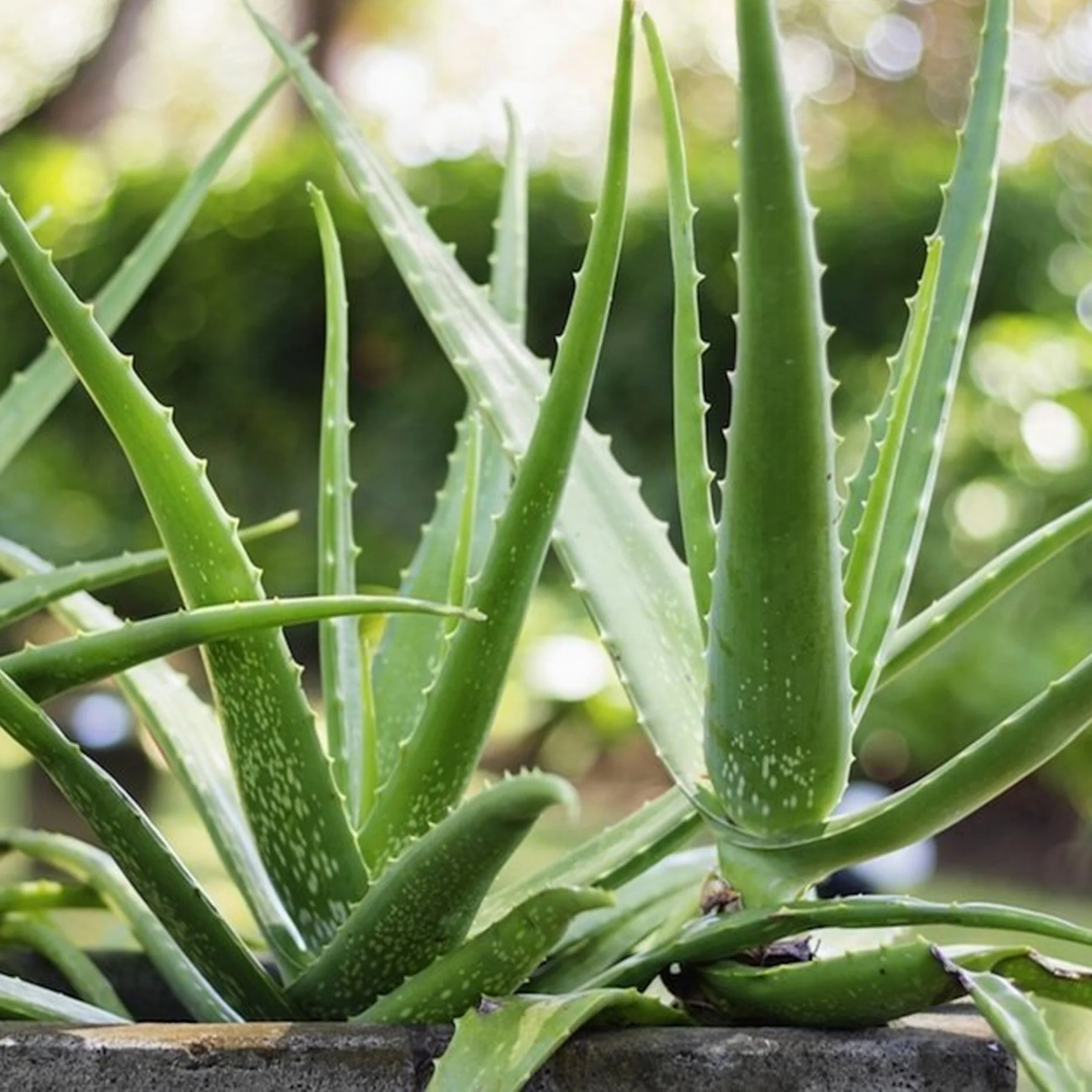 Aloe Vera.jpg