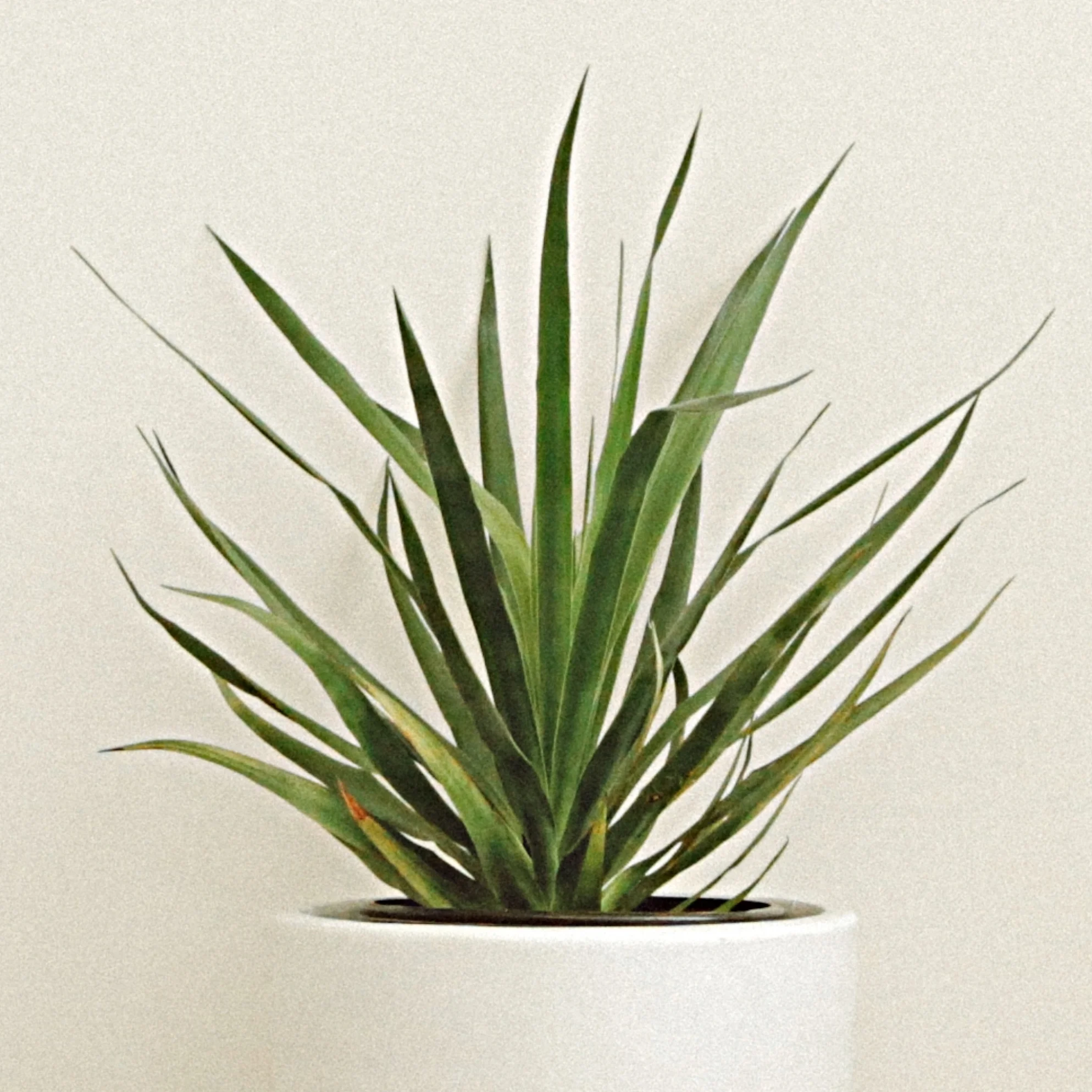 Dragon Tree - Dracaena draco.jpg