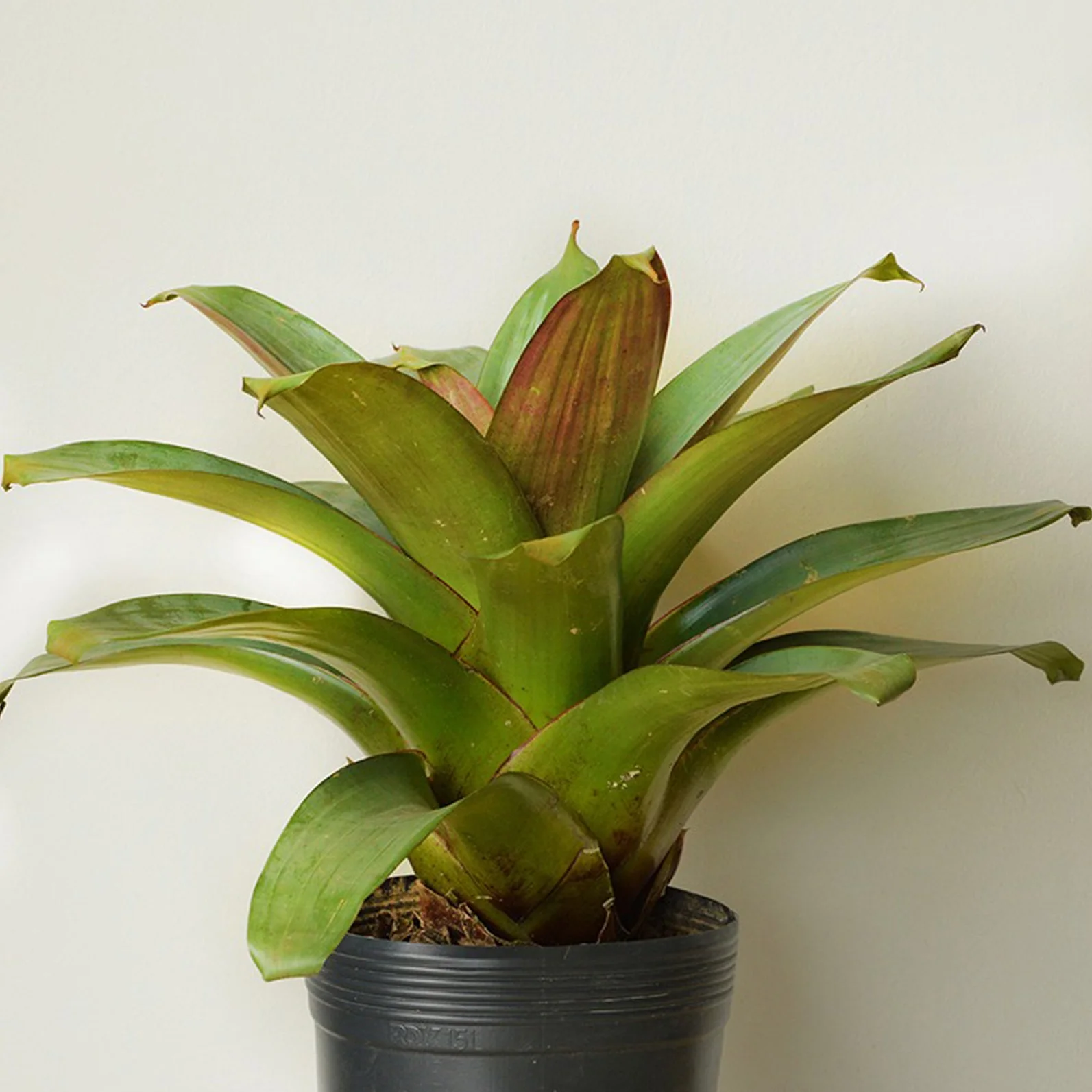 Imperial Bromelia - Alcantarea imperialis.jpg