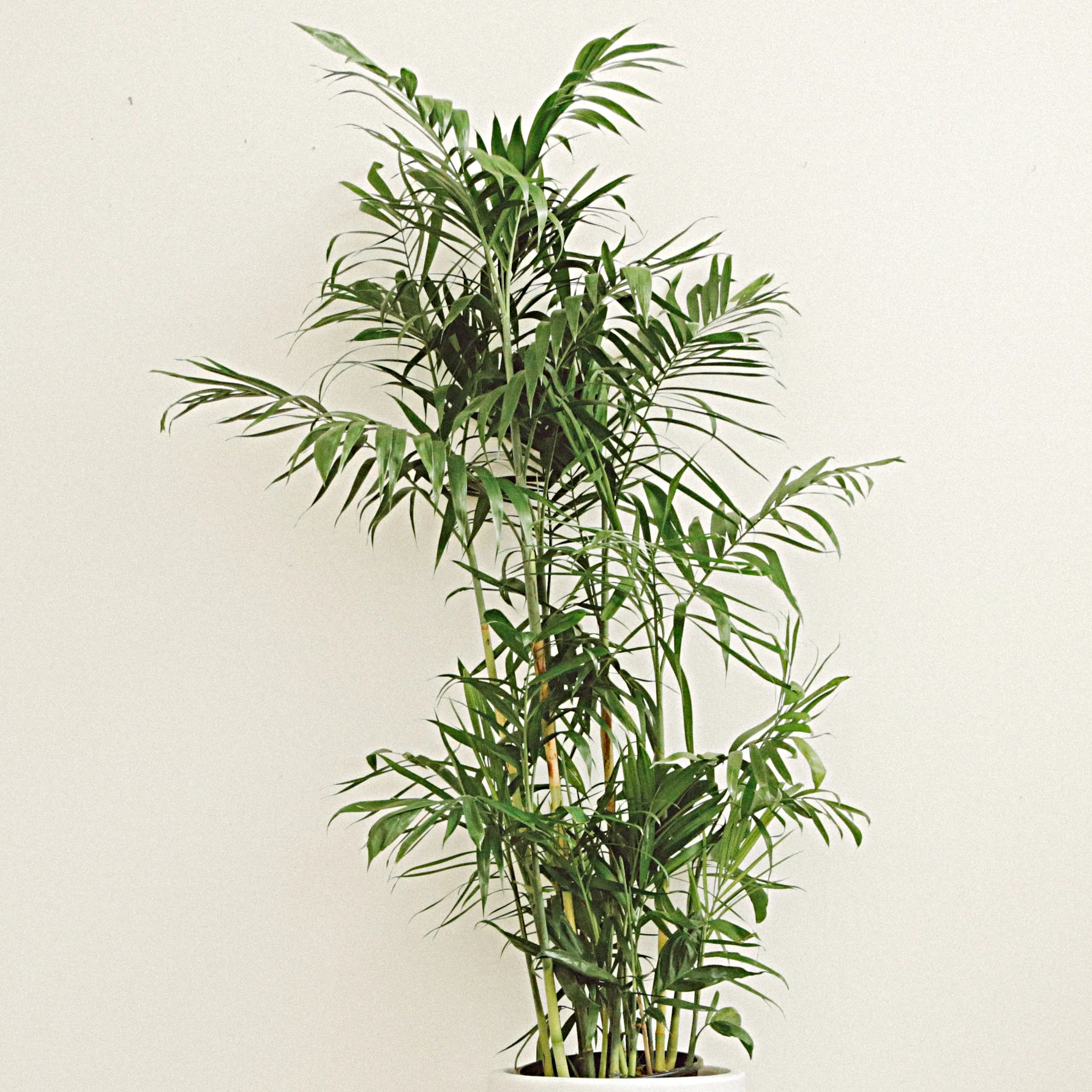 Parlor Palm - Chamaedorea elegans.jpg