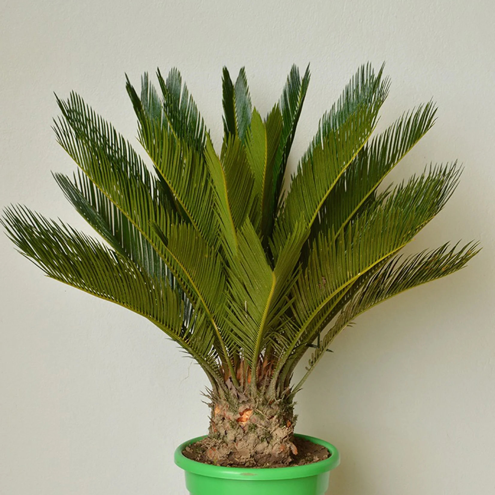 Sago Palm - Cycas revoluta.jpg