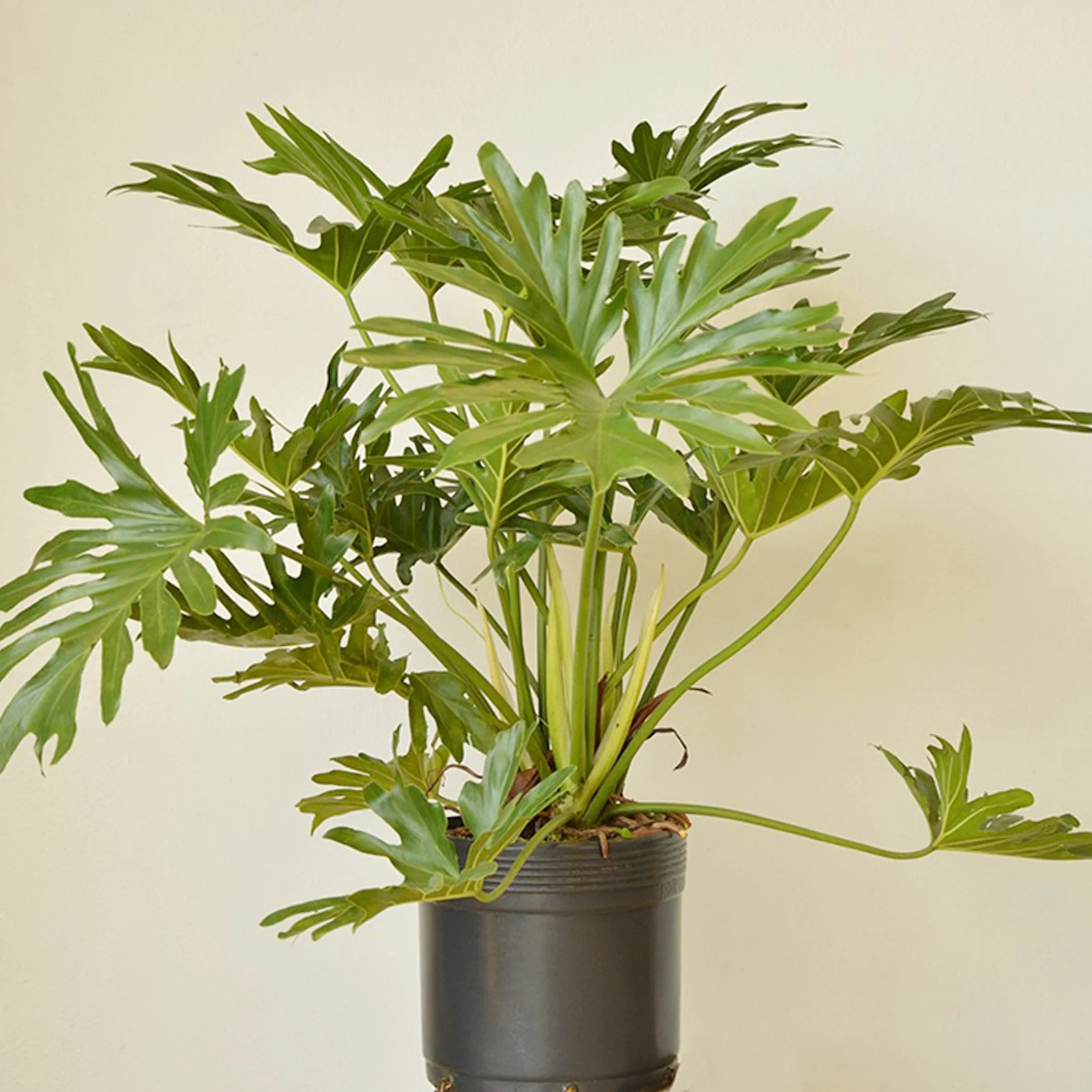 Tree philodendron - Philodendron bipinnatifidium.jpg