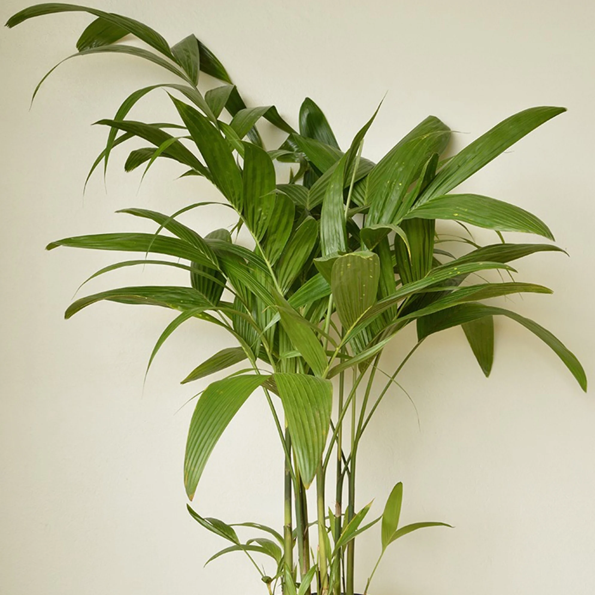 Wild Areca Palm - Areca triandra.jpg