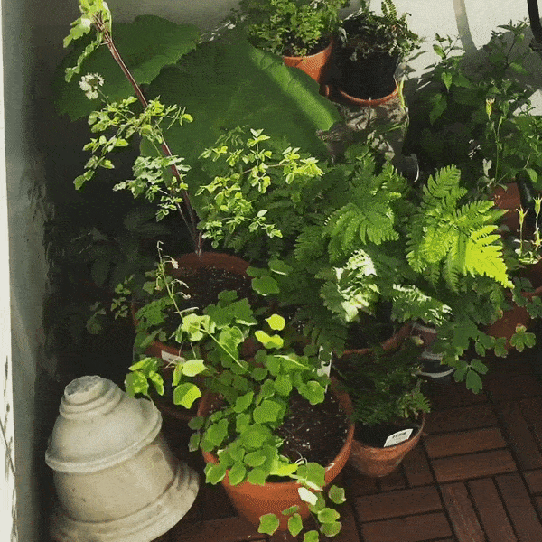 dancing garden.gif