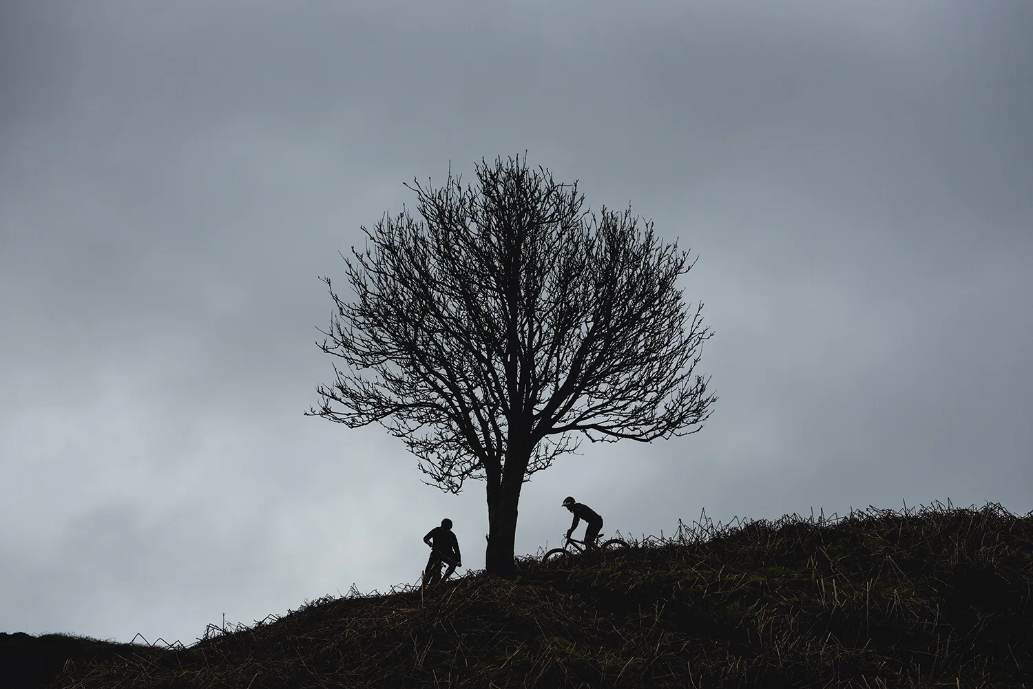 Loam_Tree.jpg