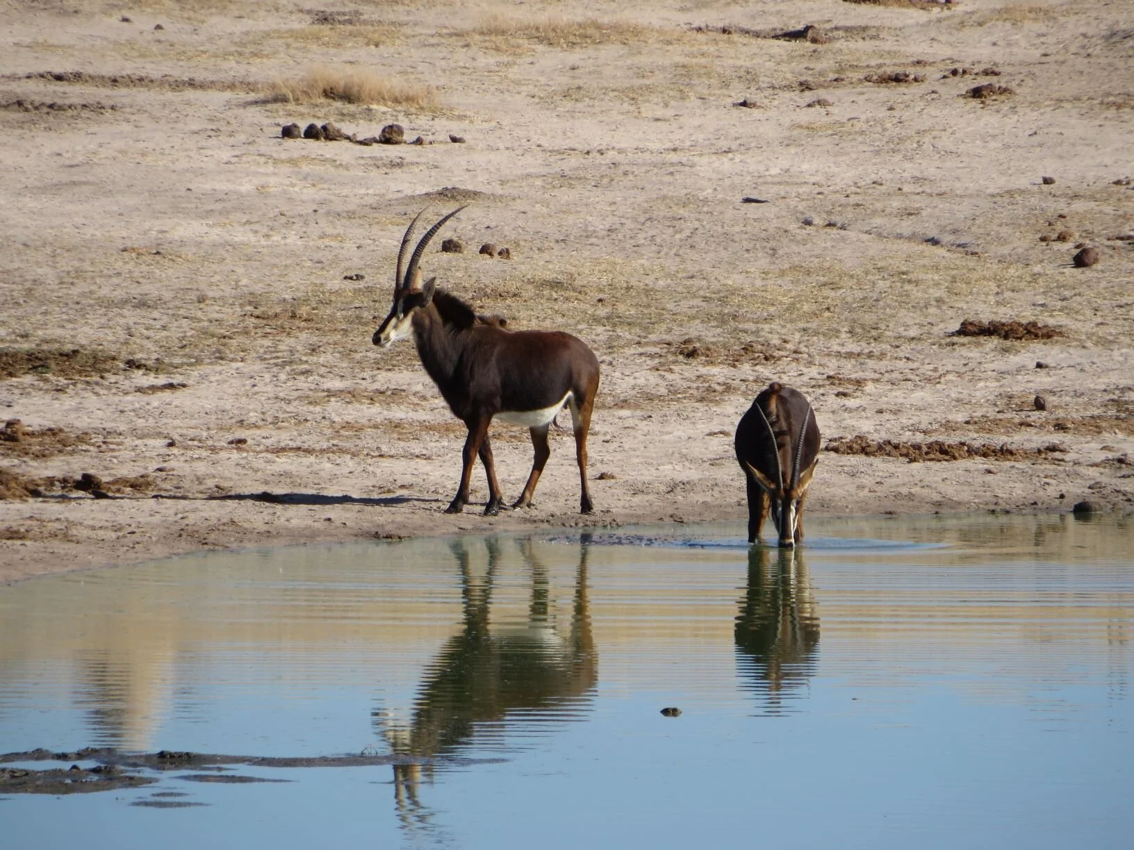  Quenching their thirst 