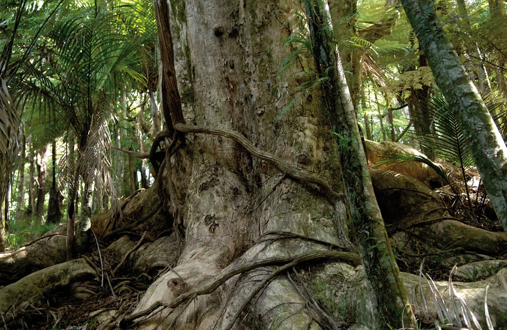8-Global-Ecosphere-Retreat-and-Long-Run-Destination-Tahi-Nature-Reserve-Pataua-North-New-Zealand-Solstice-Luxury-Destination-Club-Additional-member-property.jpg