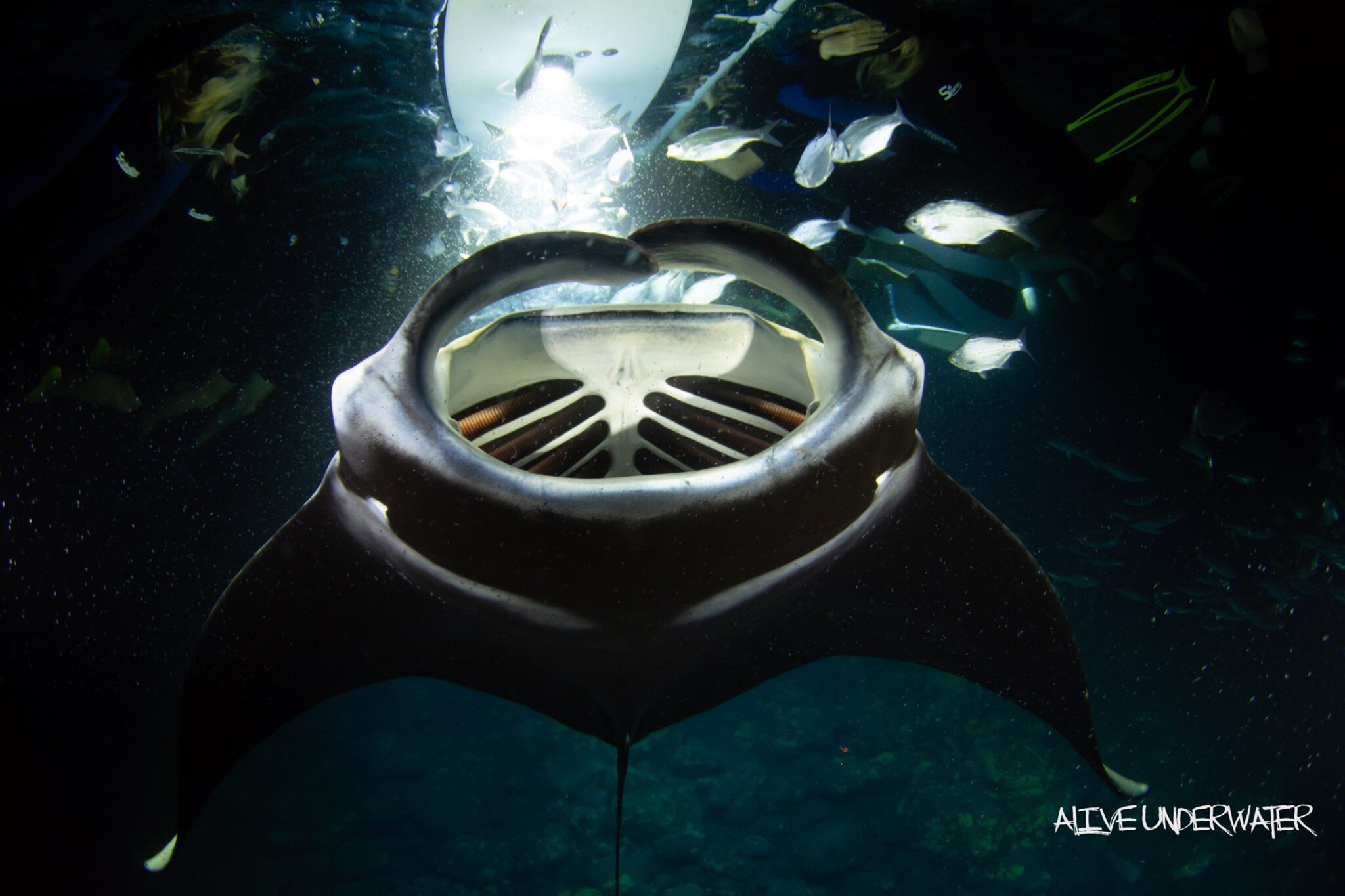 Manta Ray Night Snorkel — Manta Ray Dives of Hawaii