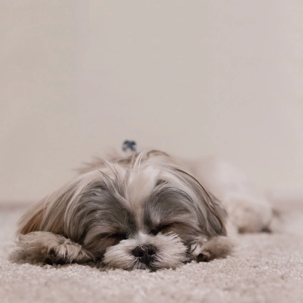 5 Tips To Improve Your Sleeping Habits