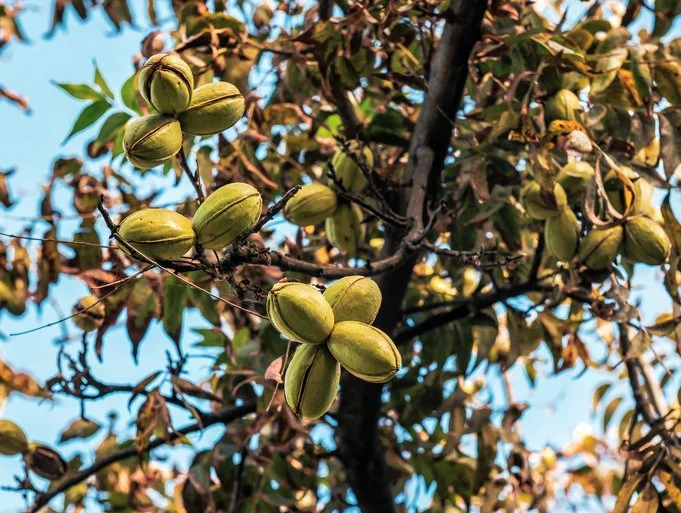 Pecan Tree.jpg